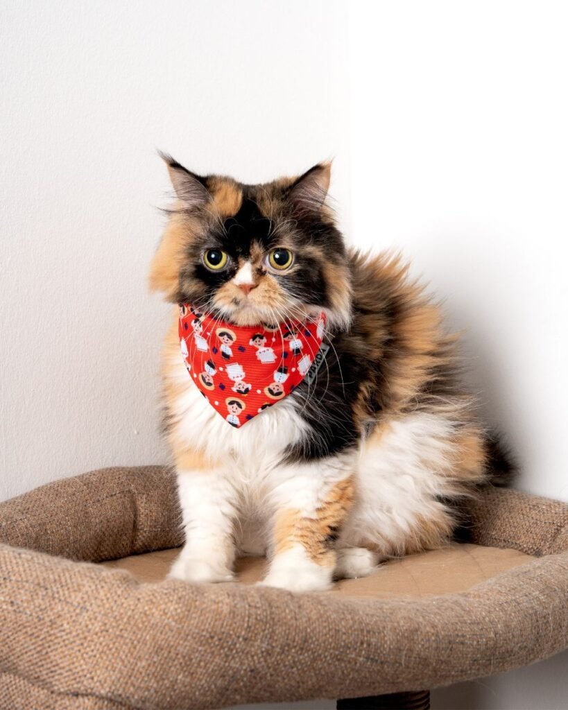 Gato con bandana roja estampada