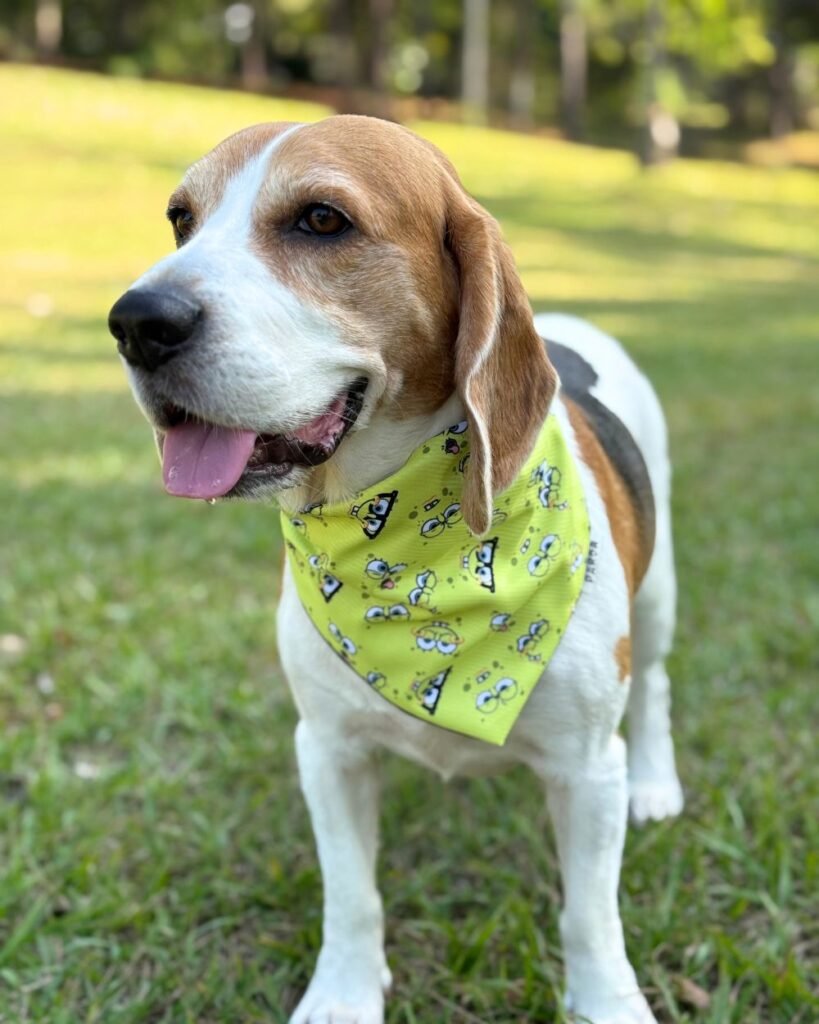 Perro con bandana amarilla estampada en exterior