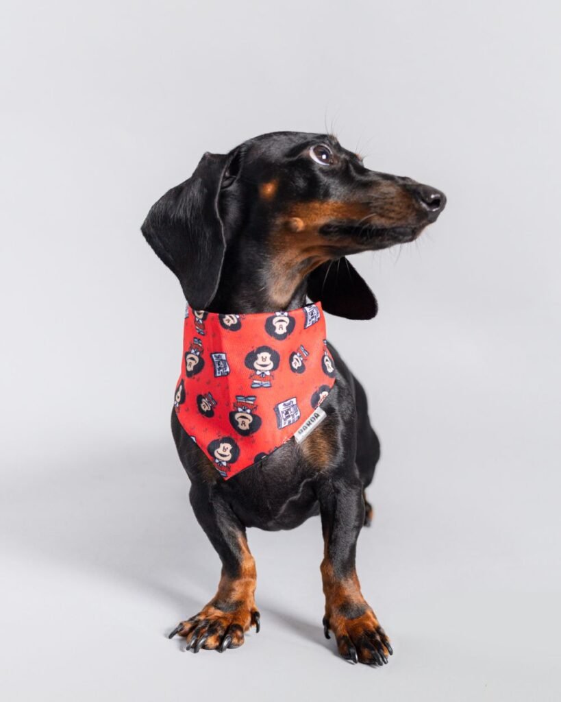 perro salchicha con bandana roja estampada