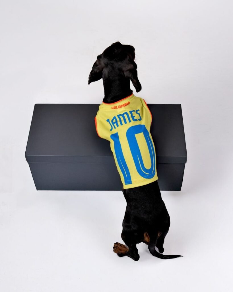 perro salchicha con camisa amarilla estampada