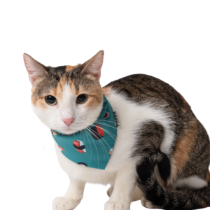 bandana para gato color azul estampada talla s de la marca parda