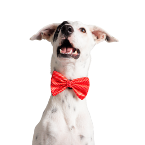 lazo para perro color rojo de puntos talla l