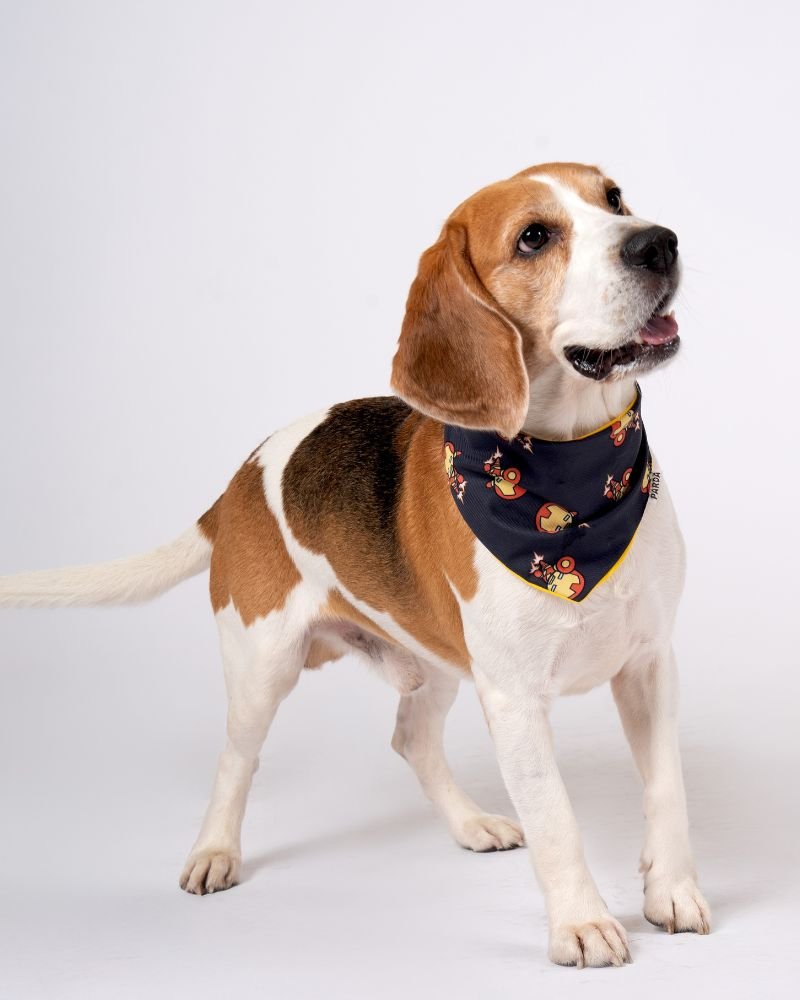 bandanas estampadas para mascotas parda en panama