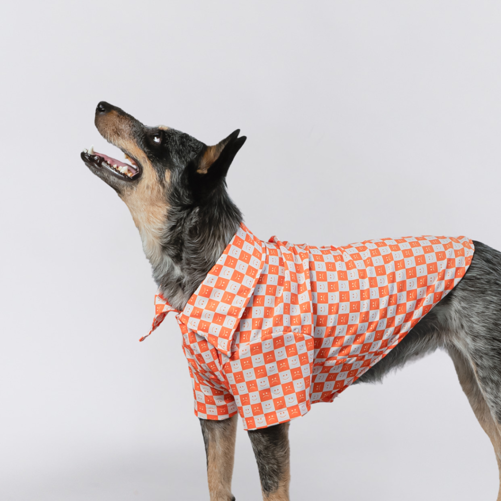 ropa para mascotas en panama