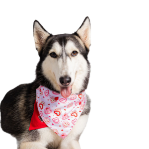 bandanas bicolor para mascotas